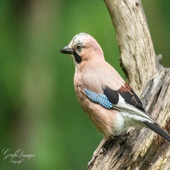 dsc_4003-3-standard.jpg