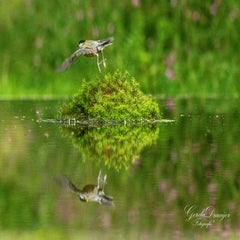 dsc_4007-3-standard-slcryd.jpg