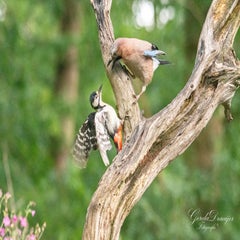 dsc_4037-3-standard-sw2tfq.jpg