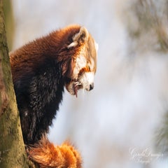 dsc_4057-3-standard.jpg
