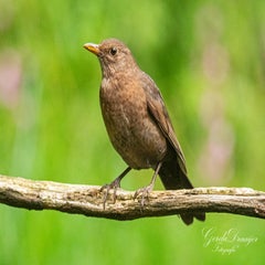 dsc_4064-3-standard.jpg