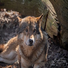 dsc_4080-3-standard.jpg