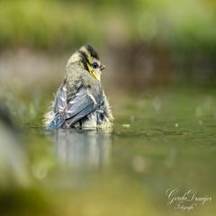 dsc_4082-3-standard-g5a2lu.jpg