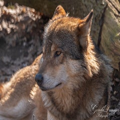 dsc_4085-3-standard.jpg