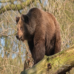 dsc_4105-2-standard.jpg