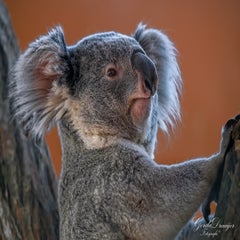 dsc_4147-3-standard.jpg