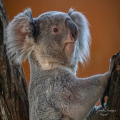 dsc_4148-3-standard.jpg