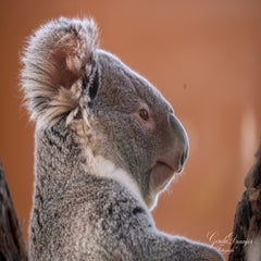 dsc_4157-3-standard.jpg
