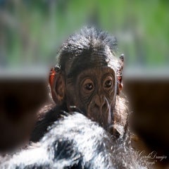 dsc_4202-3-standard.jpg