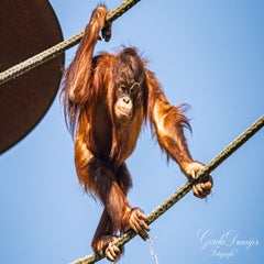 dsc_4267-3-standard.jpg
