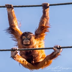 dsc_4286-3-standard.jpg