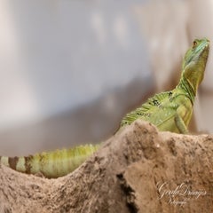 dsc_4304-3-standard.jpg