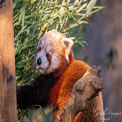 dsc_4384-3-standard.jpg