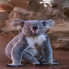 dsc_4409-3-standard.jpg