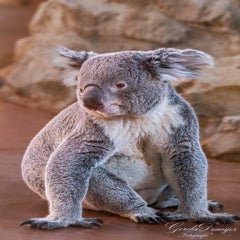 dsc_4412-3-standard.jpg