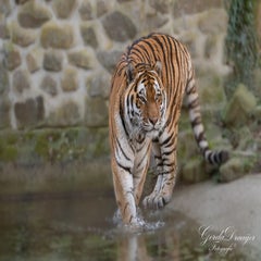 dsc_4416-3-standard-yxmk0j.jpg