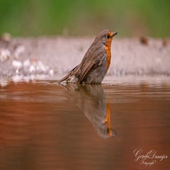 dsc_4483-3-standard.jpg