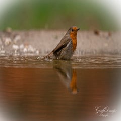 dsc_4484-3-standard.jpg
