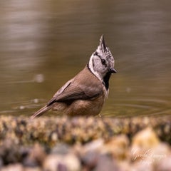 dsc_4506-3-standard.jpg