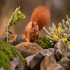 dsc_4535-3-standard.jpg