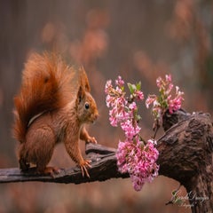 dsc_4581-2-standard.jpg