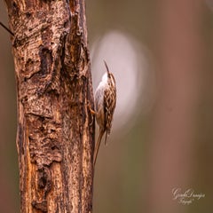 dsc_4605-3-standard.jpg