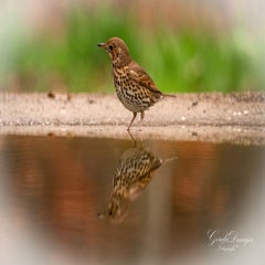 dsc_4617-3-standard.jpg