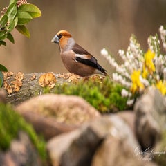 dsc_4650-3-standard.jpg