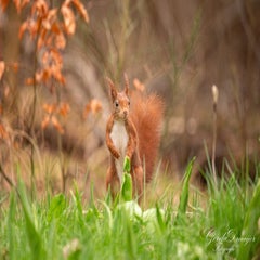 dsc_4699-3-standard.jpg