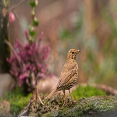 dsc_4749-3-standard.jpg