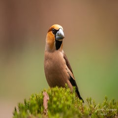 dsc_4774-3-standard.jpg