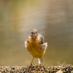 dsc_4784-3-standard.jpg