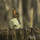 DSC_59862.jpg