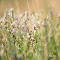 dsc_37342.jpg