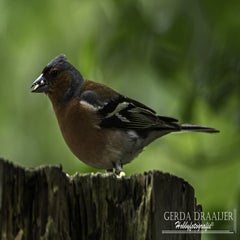 dsc_10032.jpg