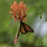 Wildlands 12-07-2020