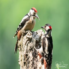 dsc_17833.jpg