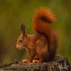 dsc_83293.jpg