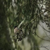 DSC_52292.jpg