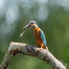 dsc_41042.jpg