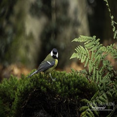 dsc_82612.jpg