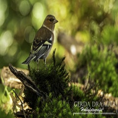 dsc_62712.jpg