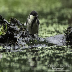 dsc_12042.jpg