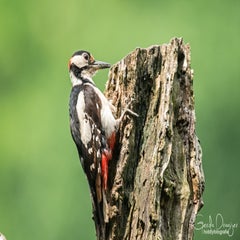 dsc_17433.jpg