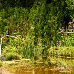 dsc_32242.jpg