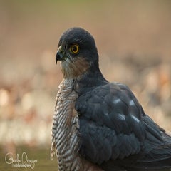 dsc_86743.jpg