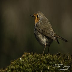 dsc_95932.jpg