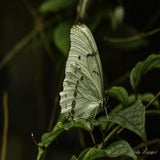 DSC_34052.jpg