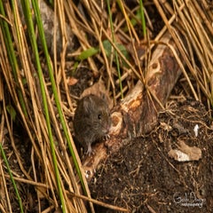 dsc_60352.jpg