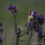 putter, Lofar, 17-06-2020